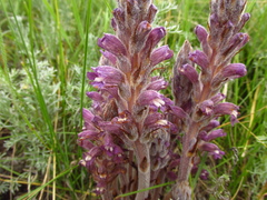 Phelipanche caesia