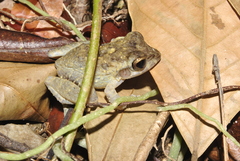 Craugastor laevissimus