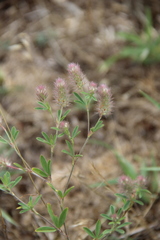 Trifolium arvense
