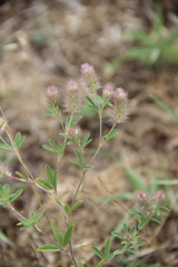 Trifolium arvense