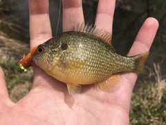 Lepomis peltastes