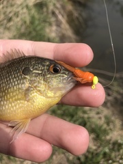 Lepomis peltastes