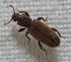 Bothrideridae