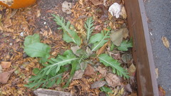 Magnoliopsida