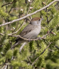 Eurasian Blackcap photo 6