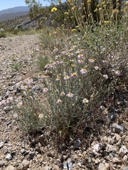 Erigeron parishii