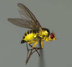 Liriomyza citreifemorata