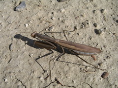 Mantis religiosa