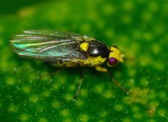 Liriomyza citreifemorata