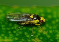 Liriomyza citreifemorata