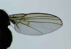 Liriomyza citreifemorata