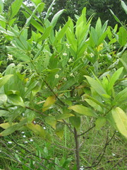 Kraussia floribunda