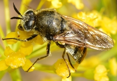 Pycnomalla splendens