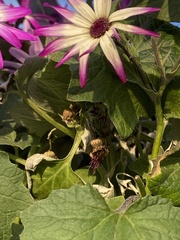 Pericallis × hybrida
