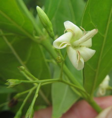 Kraussia floribunda