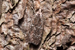 Agonopterix hypericella