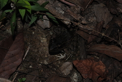 Lithobates brownorum