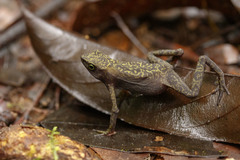 Atelopus flavescens