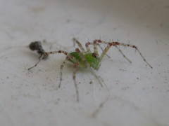 Peucetia virescens