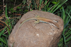 Aspidoscelis motaguae