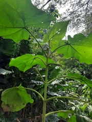 Smallanthus pyramidalis