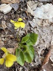 Viola rotundifolia