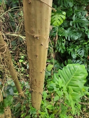 Smallanthus pyramidalis