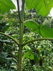 Smallanthus pyramidalis