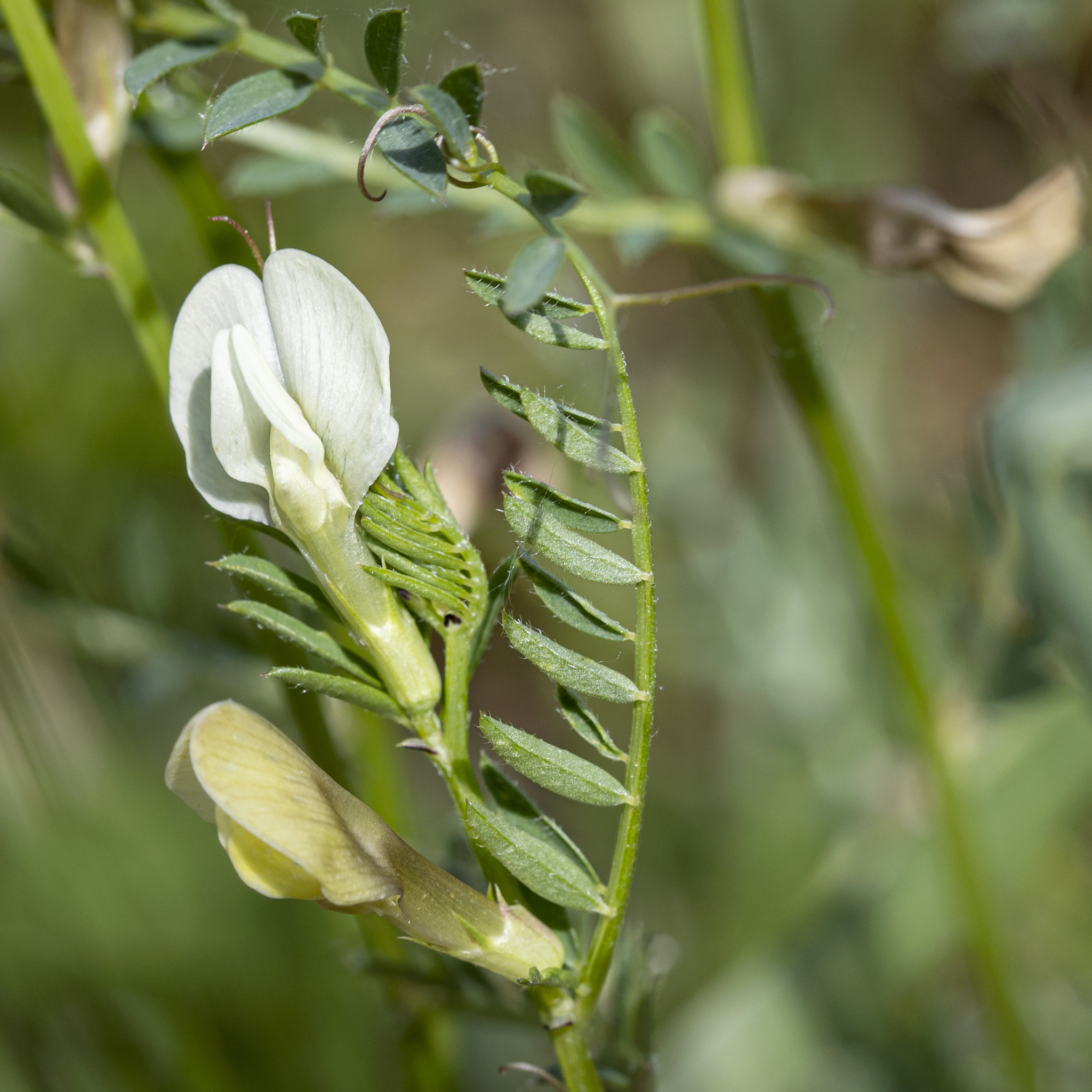 Vicia lutea