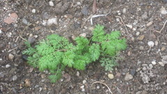 Daucus carota