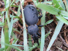 Carabus coriaceus