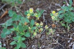 Trifolium campestre