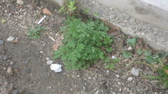 Daucus carota