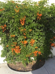 Pyrostegia