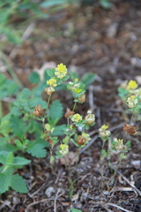 Trifolium campestre
