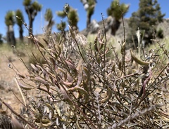 Astragalus bernardinus