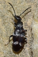 Microhoria