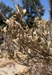 Astragalus bernardinus