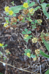 Trifolium campestre