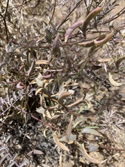 Astragalus bernardinus