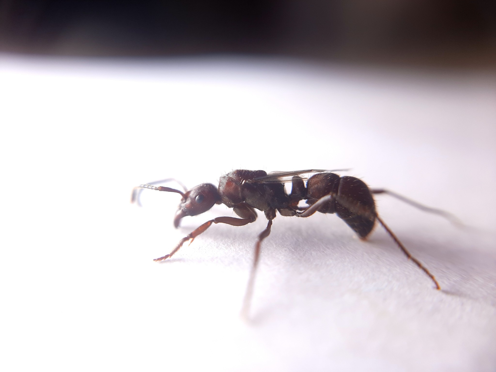 Ectatomma planidens