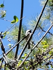 Poecile atricapillus