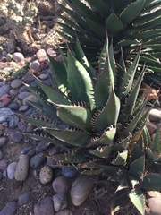 Agave horrida