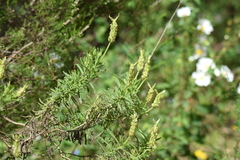 Lavandula viridis