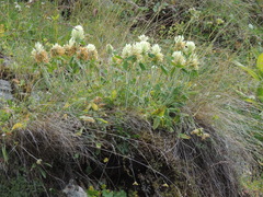 Trifolium canescens