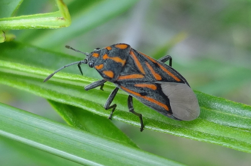 Spilostethus Lemniscatus From Westdene Benoni 1501 South Africa On