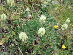 Trifolium canescens