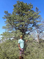 Cupressus nevadensis