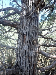Cupressus nevadensis