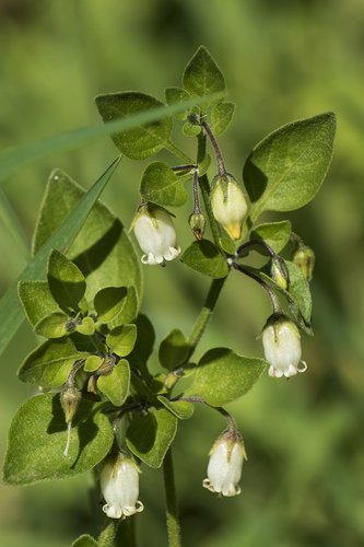 lily of the valley vine (Salpichroa origanifolia)